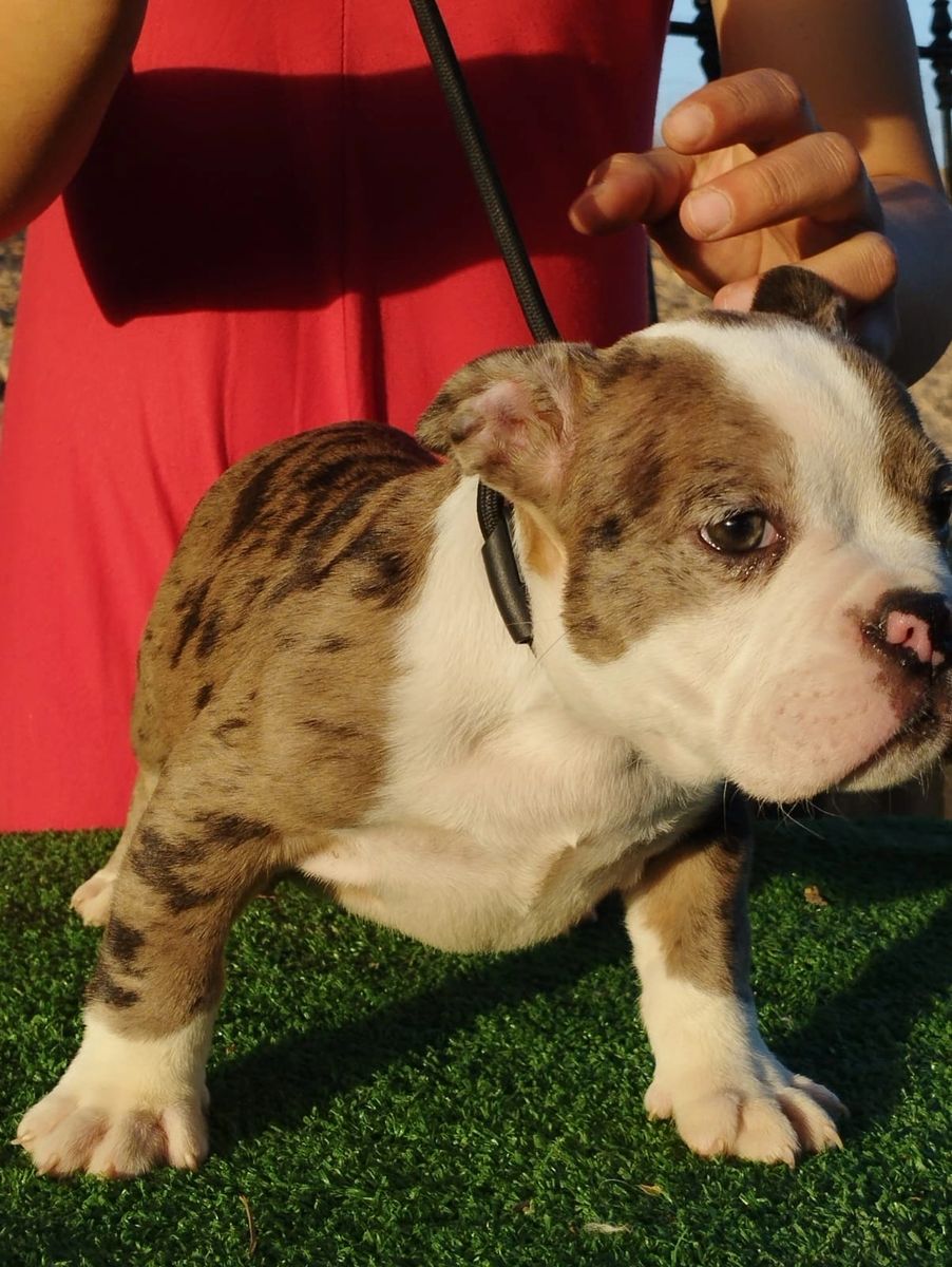 AMERICAN BULLY MICRO EXOTIC , HEMBRA , MERLE